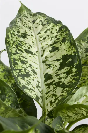 dieffenbachia - afbeelding 2