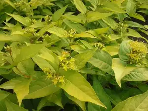 diervilla rivularis honeybee (english)