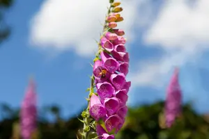 digitalis purpurea
