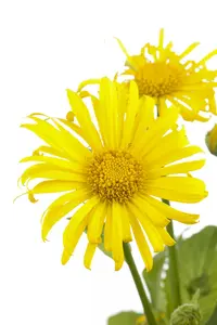 doronicum orientale