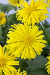 doronicum orientale - afbeelding 3
