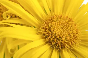 doronicum orientale - afbeelding 2