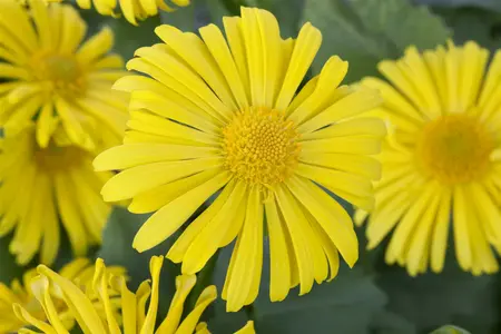 doronicum orientale - afbeelding 4