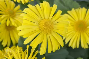 doronicum orientale - afbeelding 4