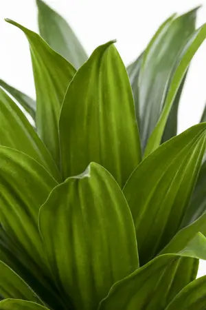 dracaena compacta - afbeelding 1