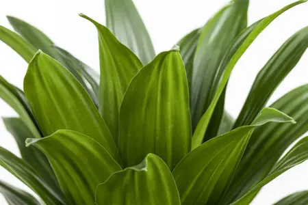 dracaena compacta - afbeelding 2