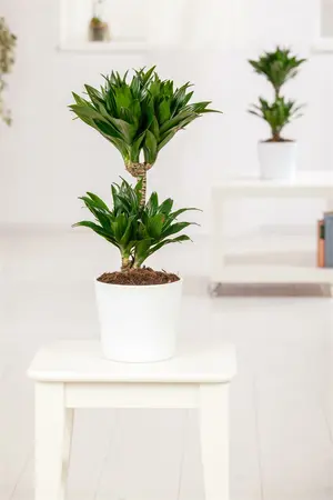 dracaena fragrans - afbeelding 2