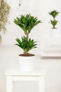 dracaena fragrans - afbeelding 4