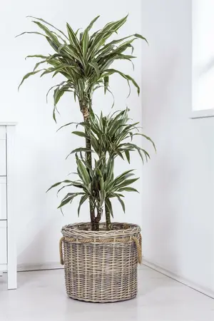 dracaena fragrans - afbeelding 5