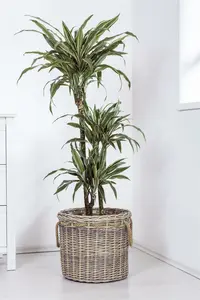 dracaena fragrans - afbeelding 5