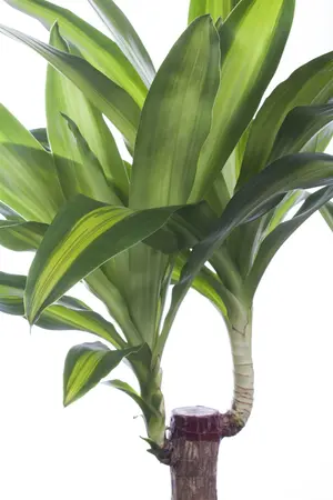 dracaena fragrans massangeana - afbeelding 1