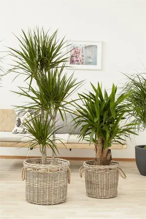 dracaena fragrans massangeana - afbeelding 3