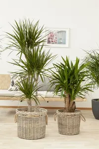 dracaena fragrans massangeana - afbeelding 3