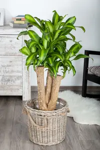 dracaena fragrans massangeana - afbeelding 4