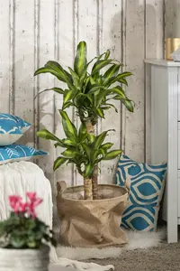 dracaena fragrans massangeana - afbeelding 5