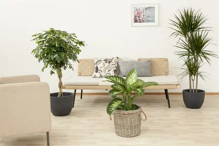 dracaena fragrans massangeana - afbeelding 2