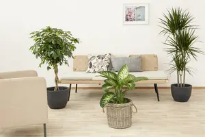 dracaena fragrans massangeana - afbeelding 2