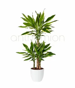 dracaena golden coast