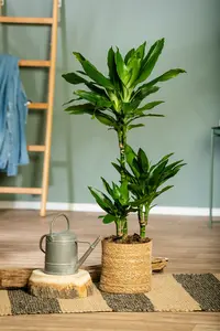 dracaena janet lind