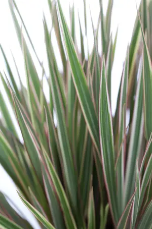 dracaena marginata - afbeelding 1