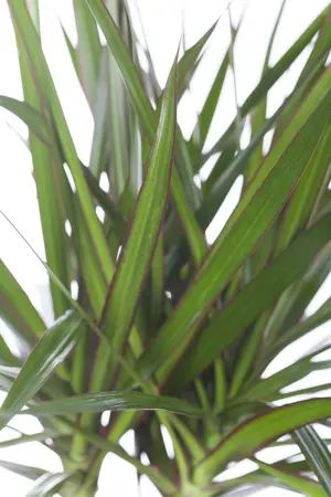 dracaena marginata - afbeelding 3