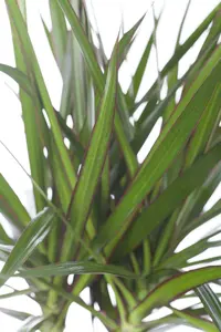 dracaena marginata - afbeelding 3