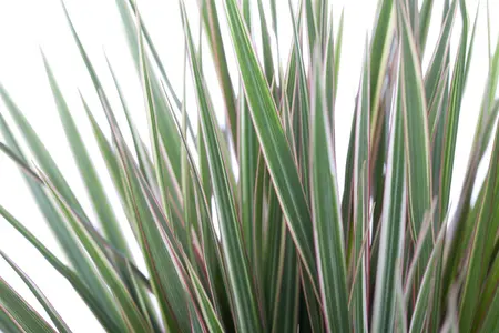 dracaena marginata - afbeelding 2