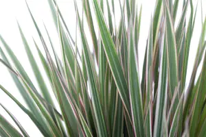 dracaena marginata - afbeelding 2