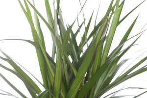 dracaena marginata - afbeelding 4
