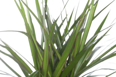 dracaena marginata - afbeelding 4