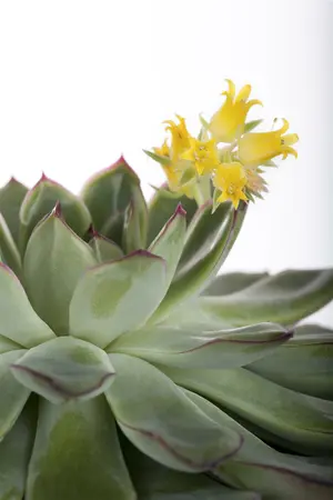 echeveria - afbeelding 3