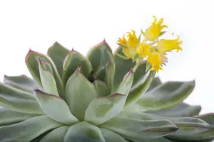 echeveria - afbeelding 2