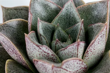 echeveria - afbeelding 4
