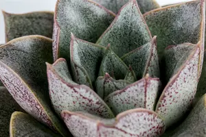 echeveria - afbeelding 4