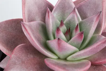 echeveria - afbeelding 5