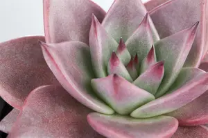 echeveria - afbeelding 5