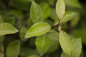 elaeagnus ebbingei