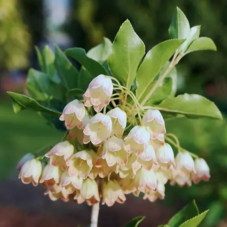 enkianthus camp.  prettycoat  40-50 cm. c4