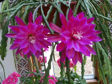cactus