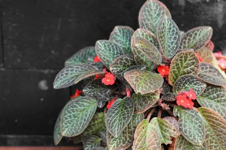 episcia cupreata