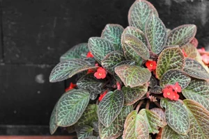 episcia cupreata