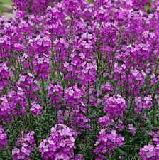 erysimum bowles mauve