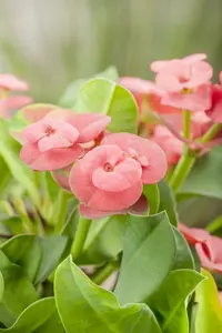 euphorbia millie - afbeelding 5