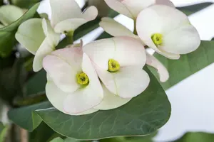 euphorbia millie - afbeelding 2