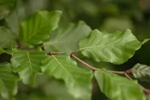 fagus sylvatica