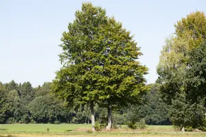 fagus sylvatica - afbeelding 5