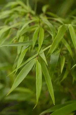 35-40 cm. P15 - afbeelding 3