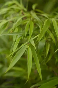 35-40 cm. P15 - afbeelding 3