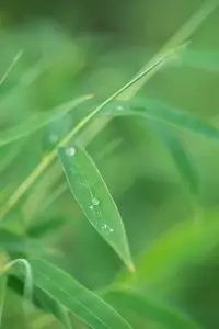 35-40 cm. P15 - afbeelding 4