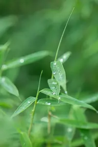 35-40 cm. P15 - afbeelding 5